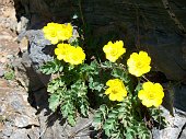 22 Fiori